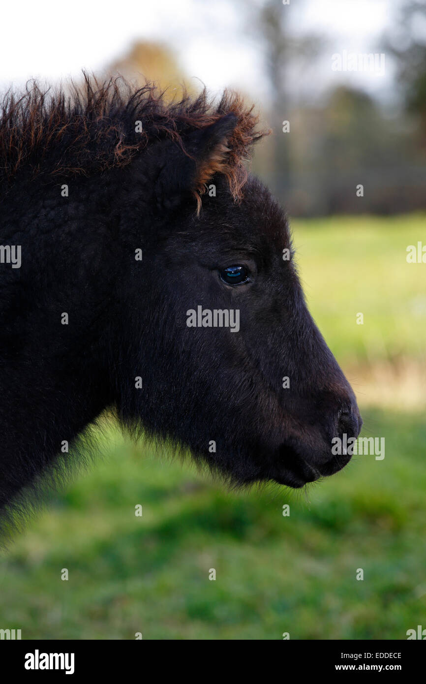 Colt, Mini pony Shetland Foto Stock