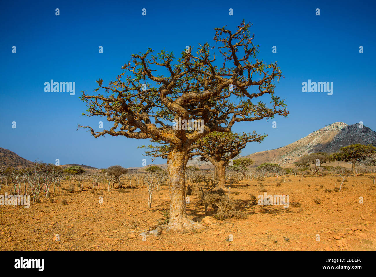 Alberi di frankincense (Boswellia elongata), Homhil area protetta, isola di Socotra, Yemen Foto Stock