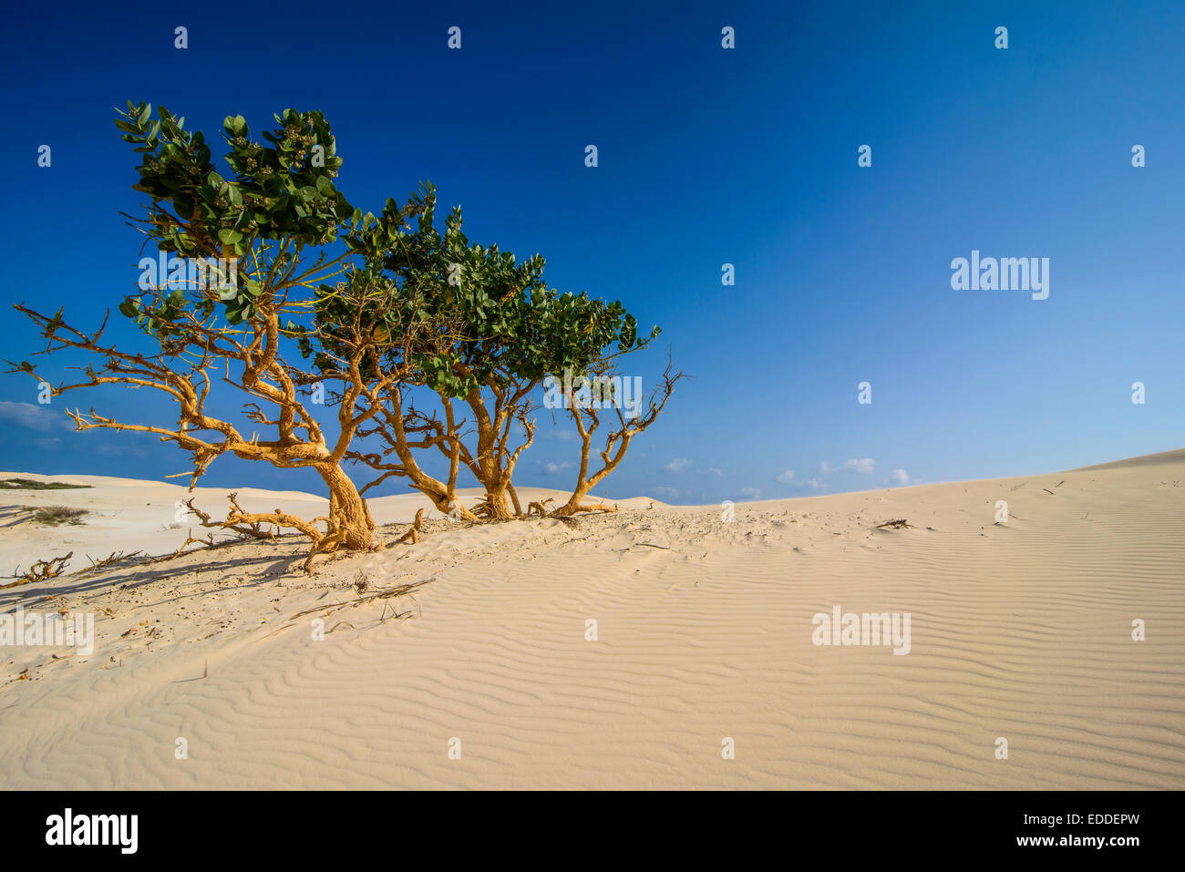 Arbusti crescono in dune di sabbia, isola di Socotra, Yemen Foto Stock