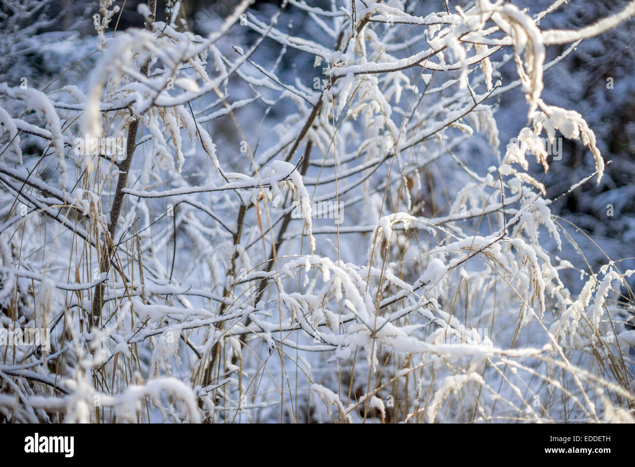 Ramoscelli coperta di neve fresca Foto Stock