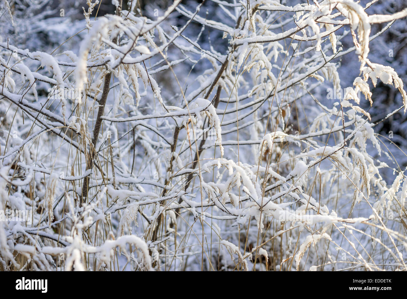 Ramoscelli coperta di neve fresca Foto Stock