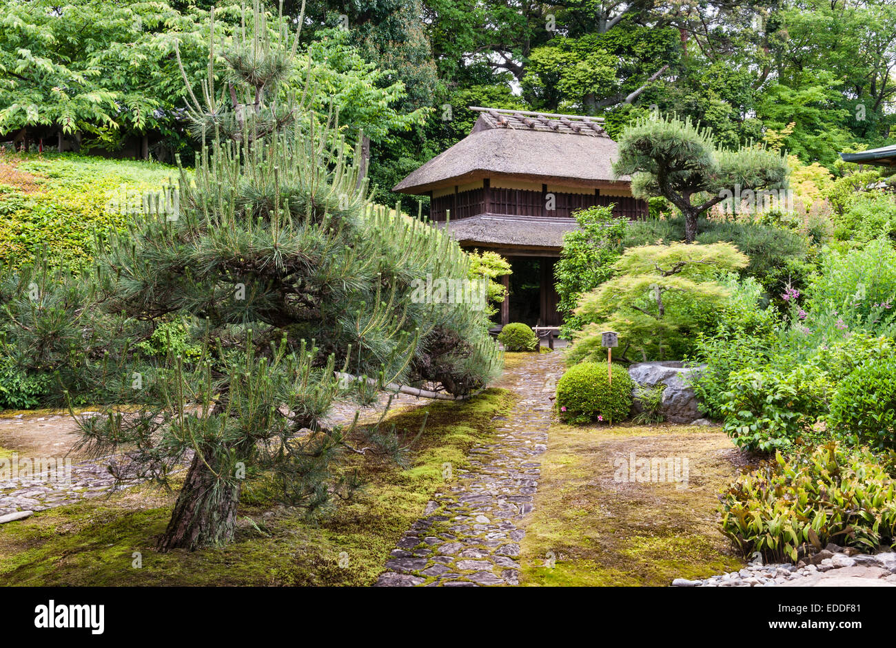 Jiko-in tempio zen, Nara, Giappone. Il gateway di paglia visto da dentro il tempio, al di là di un accuratamente addestrato pino Foto Stock