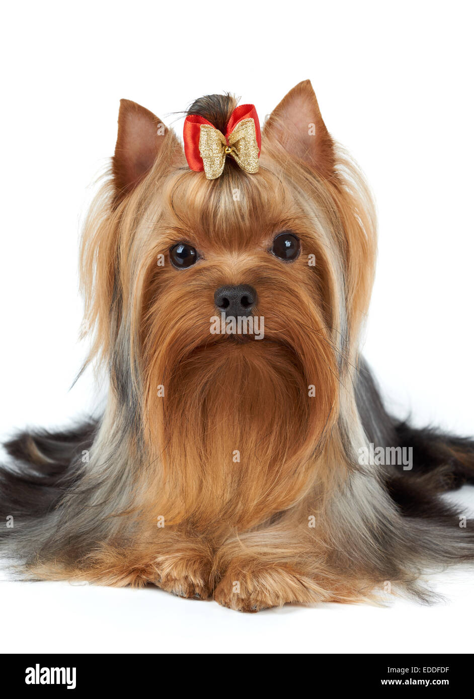 Dog show di classe. Yorkshire Terrier isolato su bianco. Foto Stock