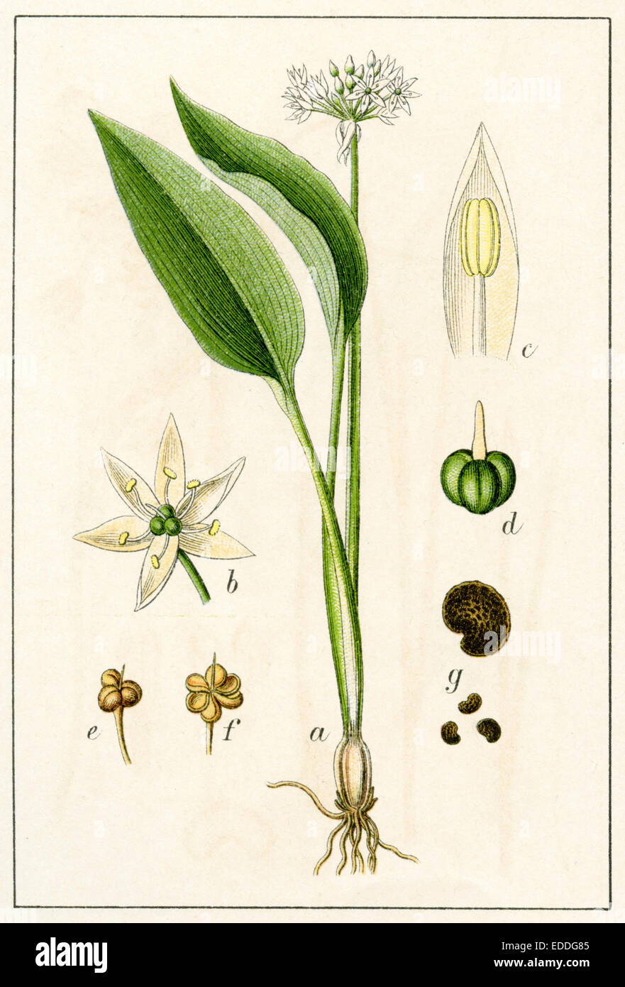 Alllium ursinum,Allium ursinum Foto Stock