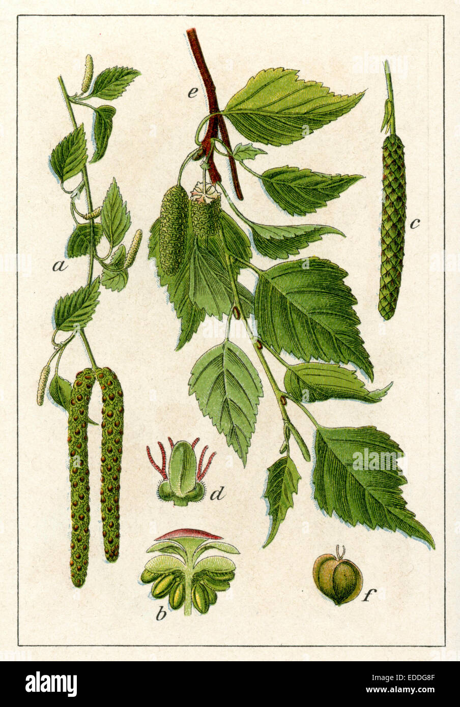 Betula pendula (syn. Betula verrucosa, betula alba) Foto Stock