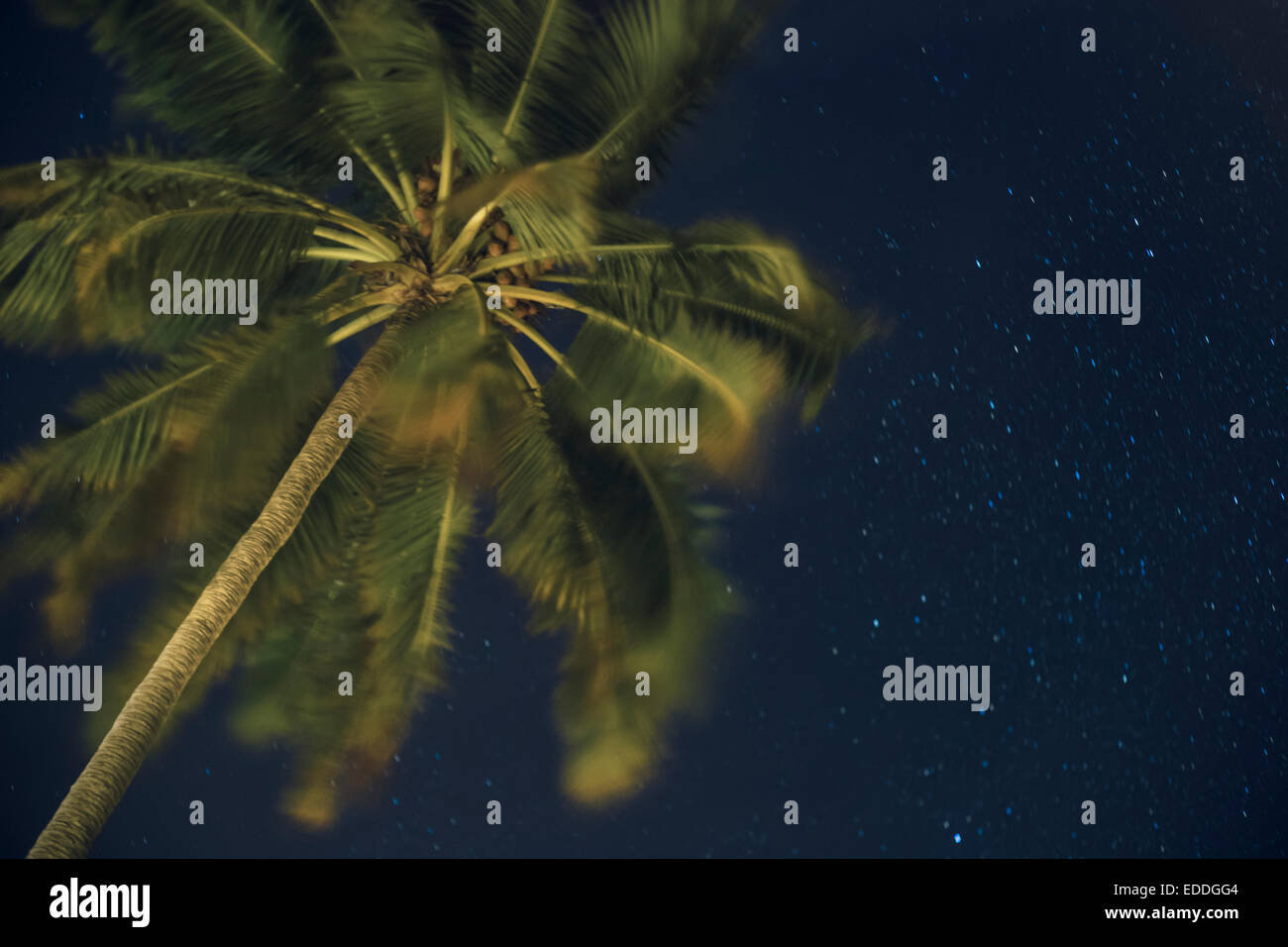 Maledives, atollo di Ari, vista da Palm tree e il cielo stellato dal di sotto Foto Stock
