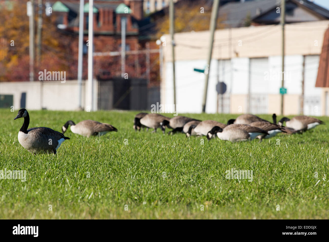 Canada oche si prende una pausa nei pressi di Ponte Ambassador e magari avere leggere le lettere sul barrikade " città di Detroit, acqua e la rete fognaria', Detroit, Michigan, Stati Uniti d'America. 26 ottobre, 2014. Foto Stock