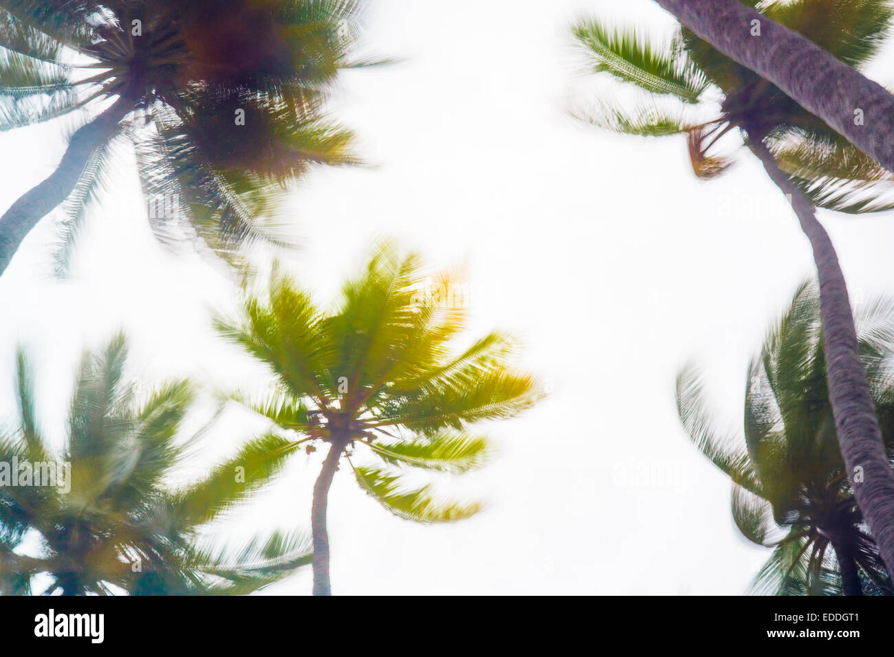 Maledives, atollo di Ari, visualizzare a Palm tree tops a storm Foto Stock
