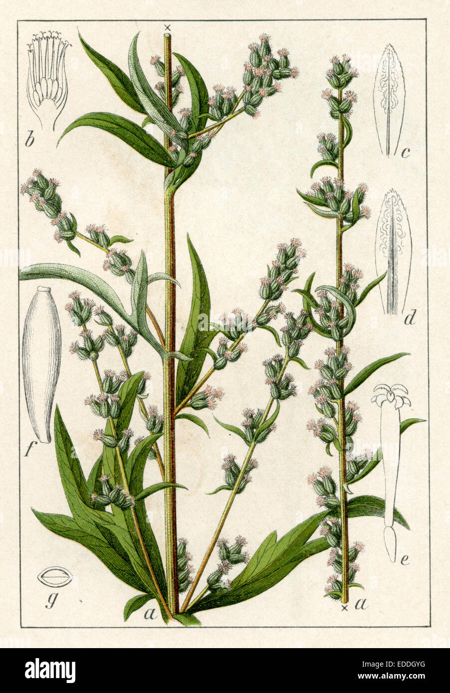 Artemisia vulgaris Foto Stock