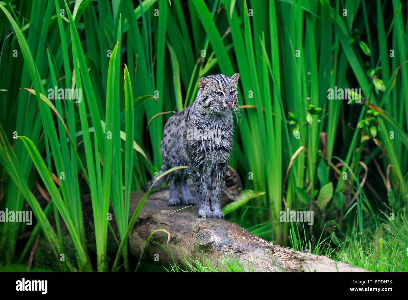 La pesca Cat (Prionailurus viverrinus), Adulto, bagnata della pelliccia, nativo di Asia, captive, England, Regno Unito Foto Stock