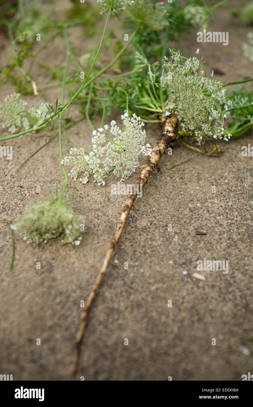 Fiori e radice di carota selvatica, Daucus carota carota subsp. Foto Stock