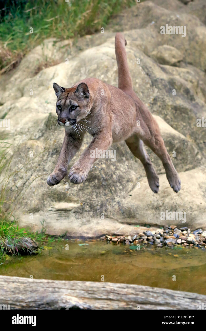 Puma, Cougar o Mountain Lion (Felis concolor), Adulto, saltando su acqua, nativo di America, captive, England, Regno Unito Foto Stock