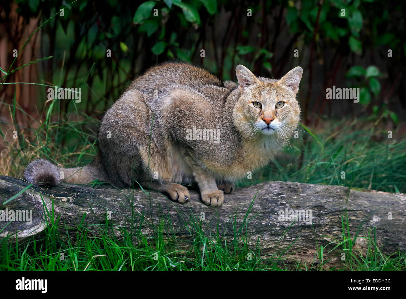 Jungle Cat (Felis chaus), Adulto, nativo di Asia, captive, England, Regno Unito Foto Stock