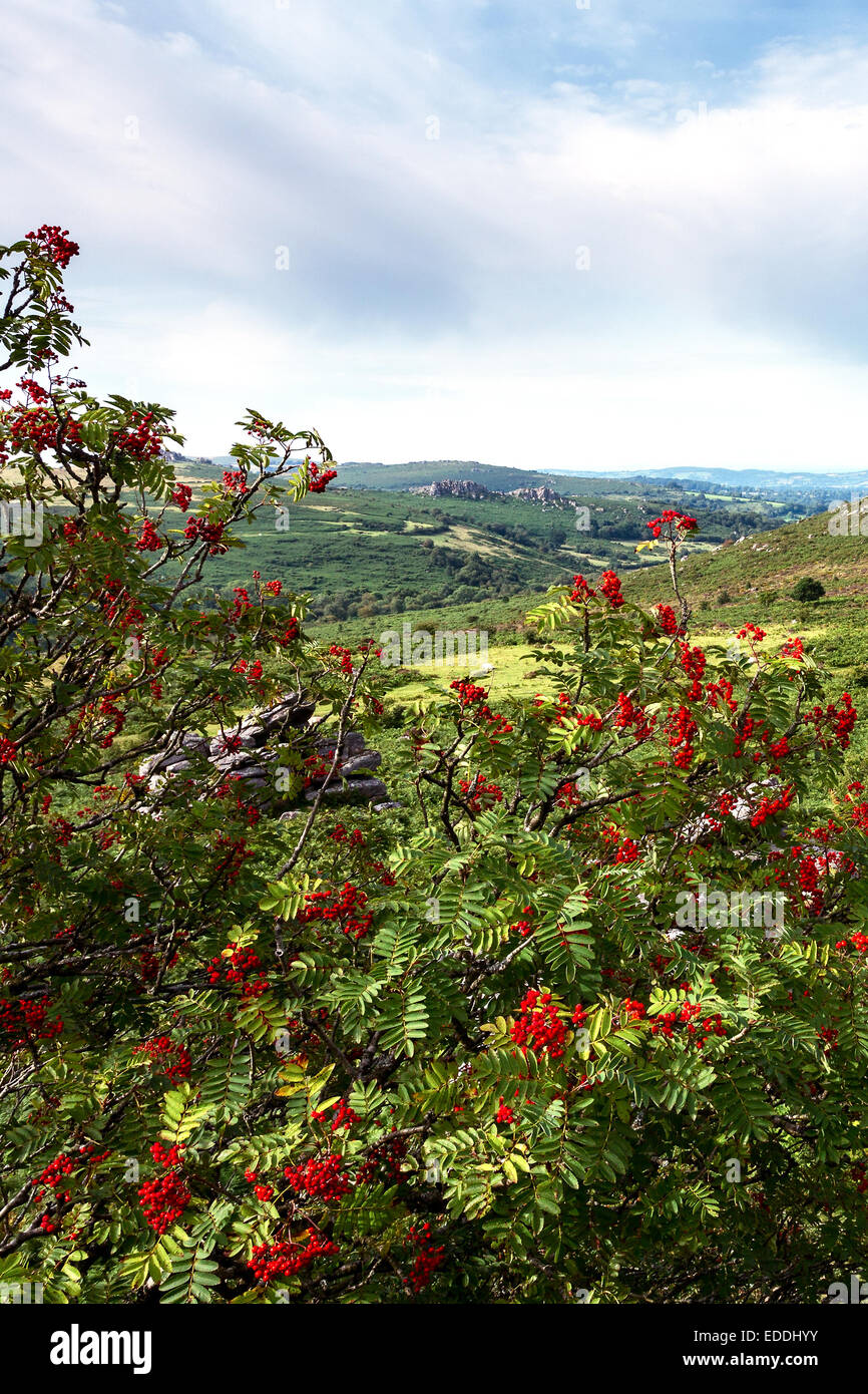 Autunno bacche su un Sorbus tree (Monte Ceneri) con vista verso Greator rocce e Holwell Tor Parco Nazionale di Dartmoor Devon UK Foto Stock