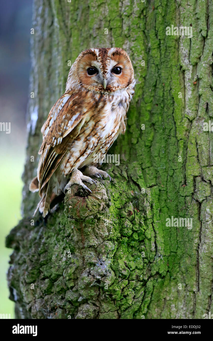 Allocco Allocco Allocco di legno o marrone Allocco (Strix aluco), Adulto arroccato su albero, Surrey, England, Regno Unito Foto Stock