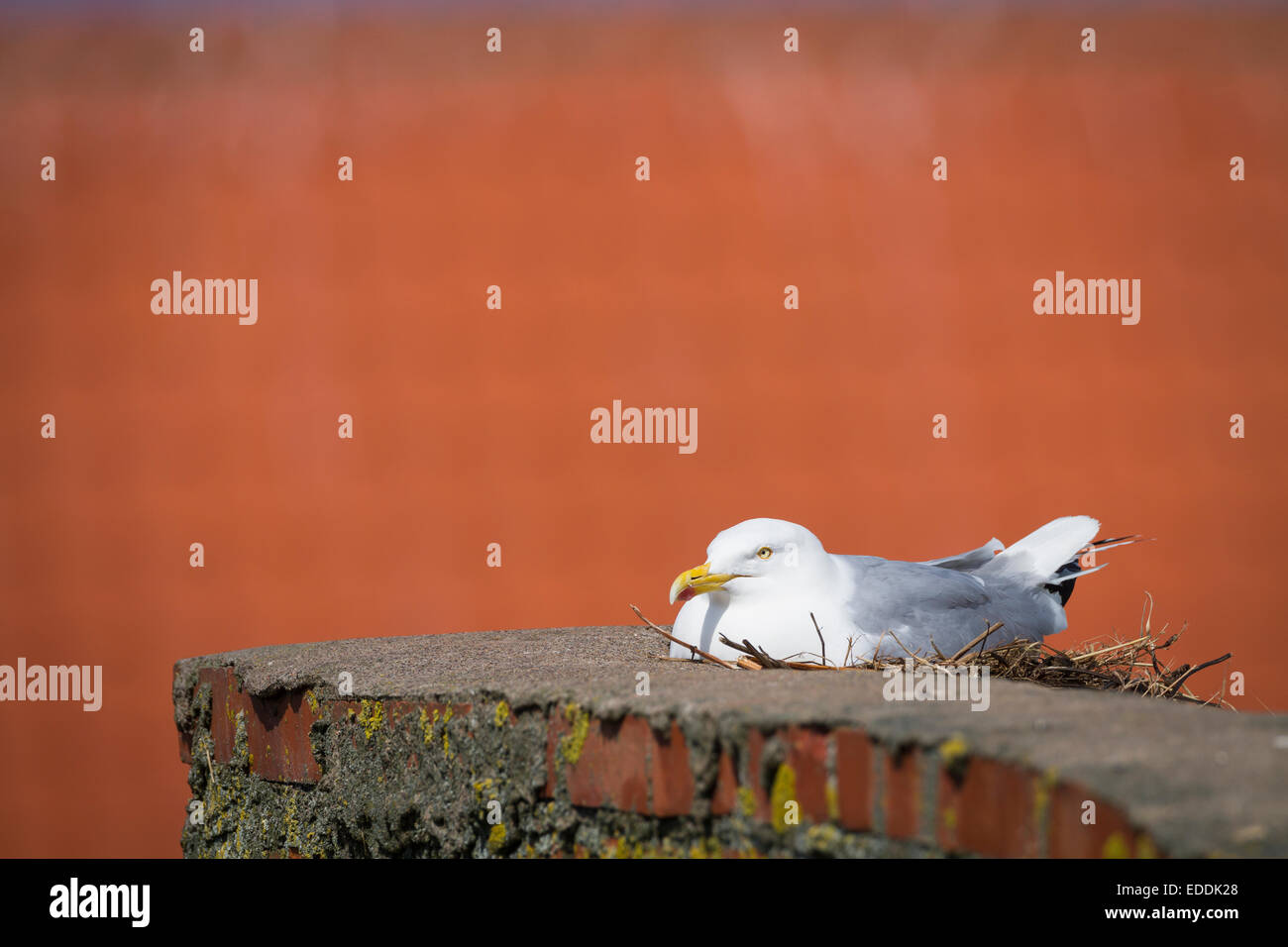 Aringa Gabbiano (Larus argentatus) nesting sul tetto. Dunbar. East Lothian. La Scozia. Regno Unito. Foto Stock