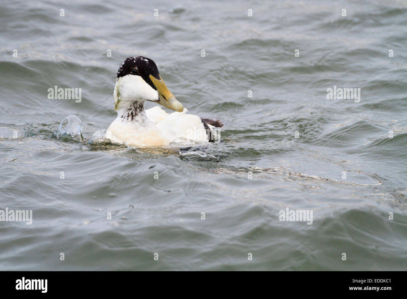 Eider (Somateria mollisima) maschio nuoto sul mare. East Lothian. La Scozia. Regno Unito. Foto Stock