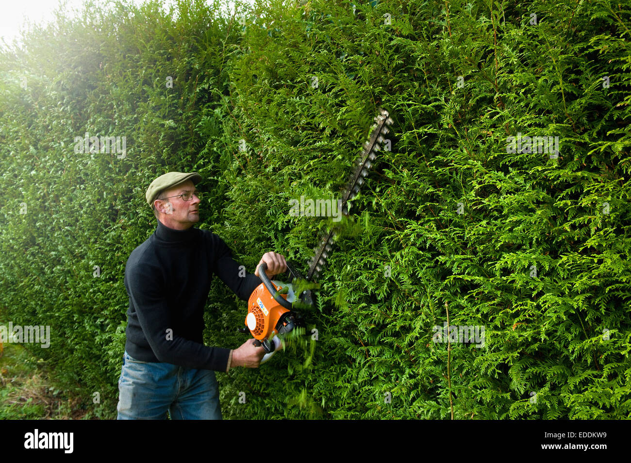 Un uomo di trimming di un tall hedge con un tagliasiepi motorizzato. Foto Stock