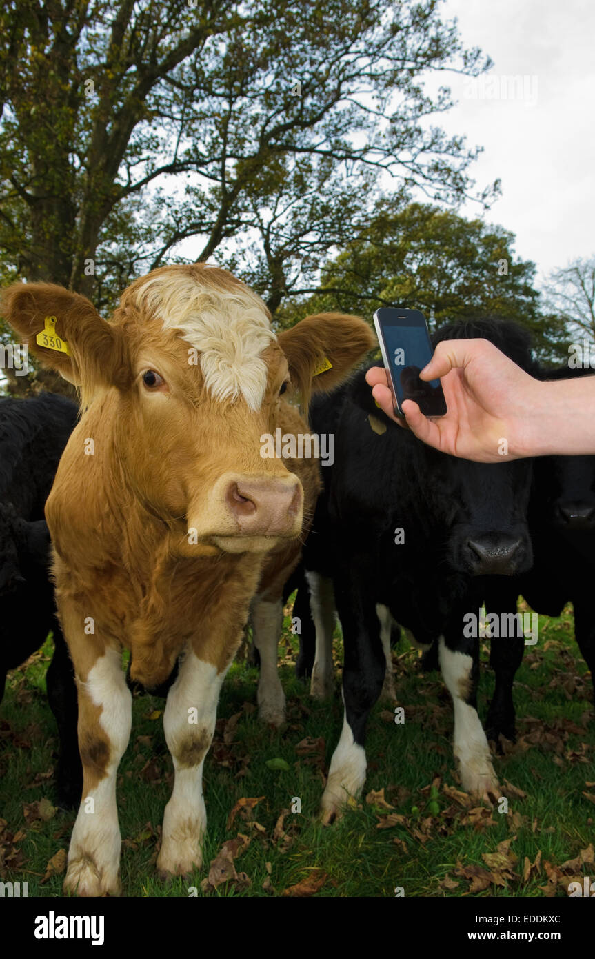 Mano che tiene un telefono cellulare, scattare una foto di una mucca. Foto Stock