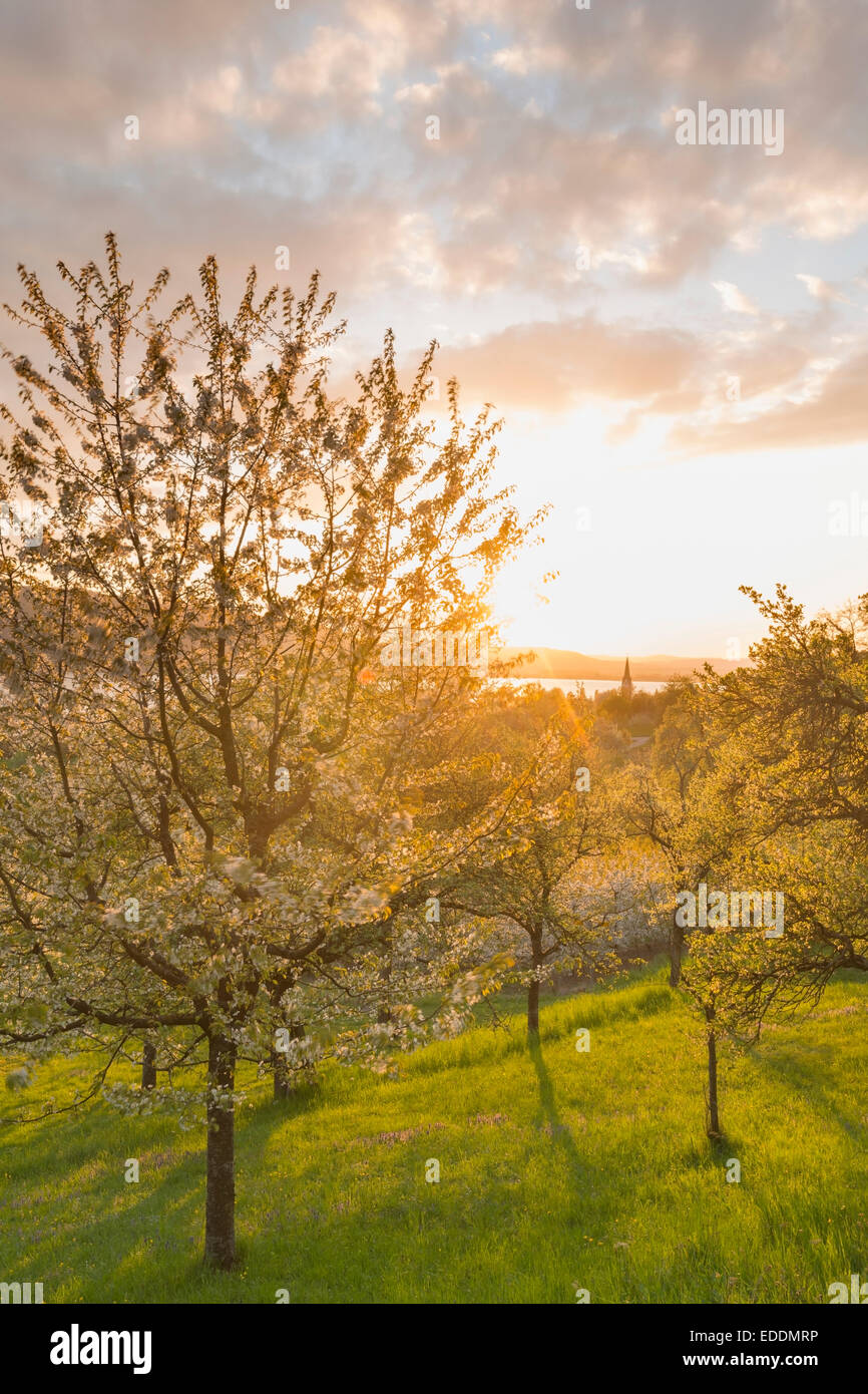 Germania Baden-Wuerttemberg, Lago di Costanza, Sipplingen, gli alberi in fiore al tramonto Foto Stock