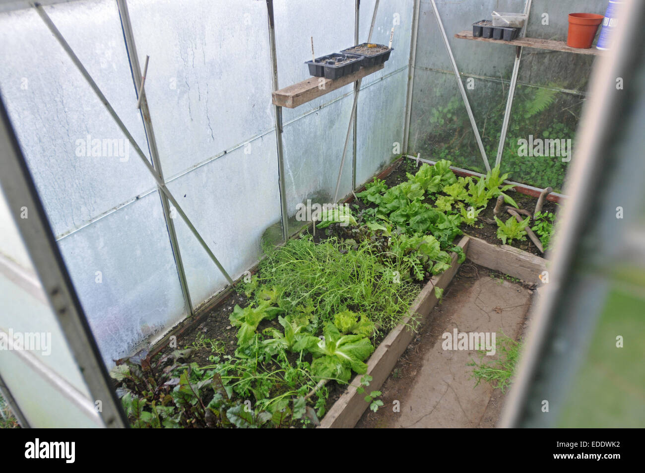 L'interno di un gelo coperta serra che mostra insalata invernale Foto Stock