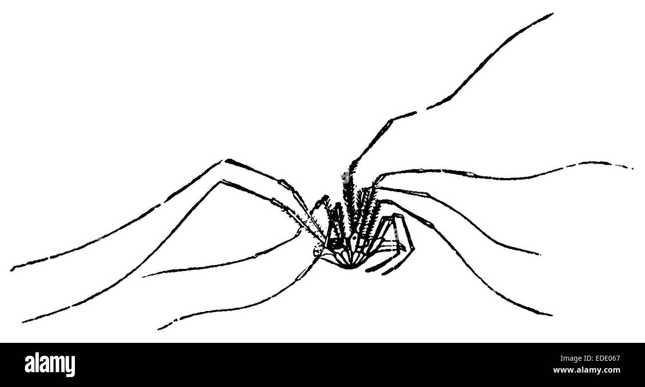 Weberknecht Holzschnitt aus: Polack, Fr.: Illustrierte Naturgeschichte der drei Reiche in Bildern, Vergleichungen und Skizzen. Lehr- und Lernbuch fuer gehobene Lehranstalten. Unter Mitwirkung von Wilhelm Machold. 9. Aufl., Wittenberg: Herrose, 1898 [1. Aufl.: 1879], S. 167 Foto Stock