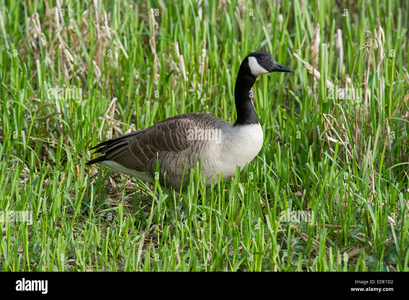 Un oca Canadese (Branta canadensis) alimentazione nelle zone umide di East Yorkshire, Inghilterra Foto Stock