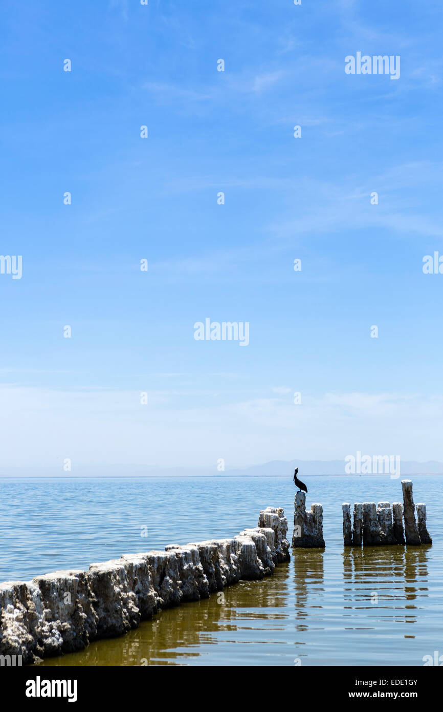 Pelican arroccato su vecchie palificazioni in Salton Sea a Bombay Beach, Imperial County, California, Stati Uniti d'America Foto Stock