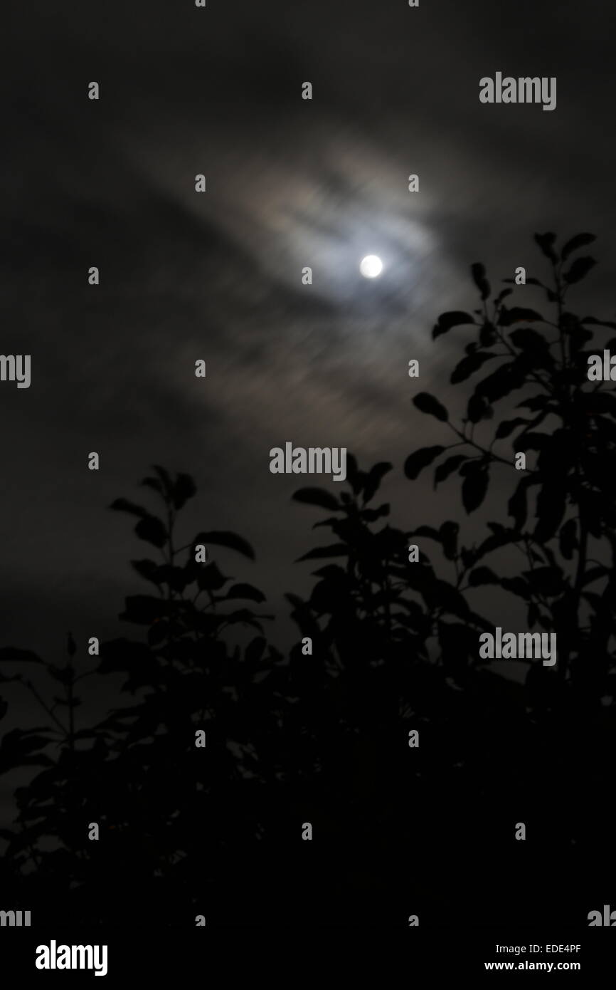 Luna piena su una torbida di notte attraverso le cime degli alberi Foto Stock