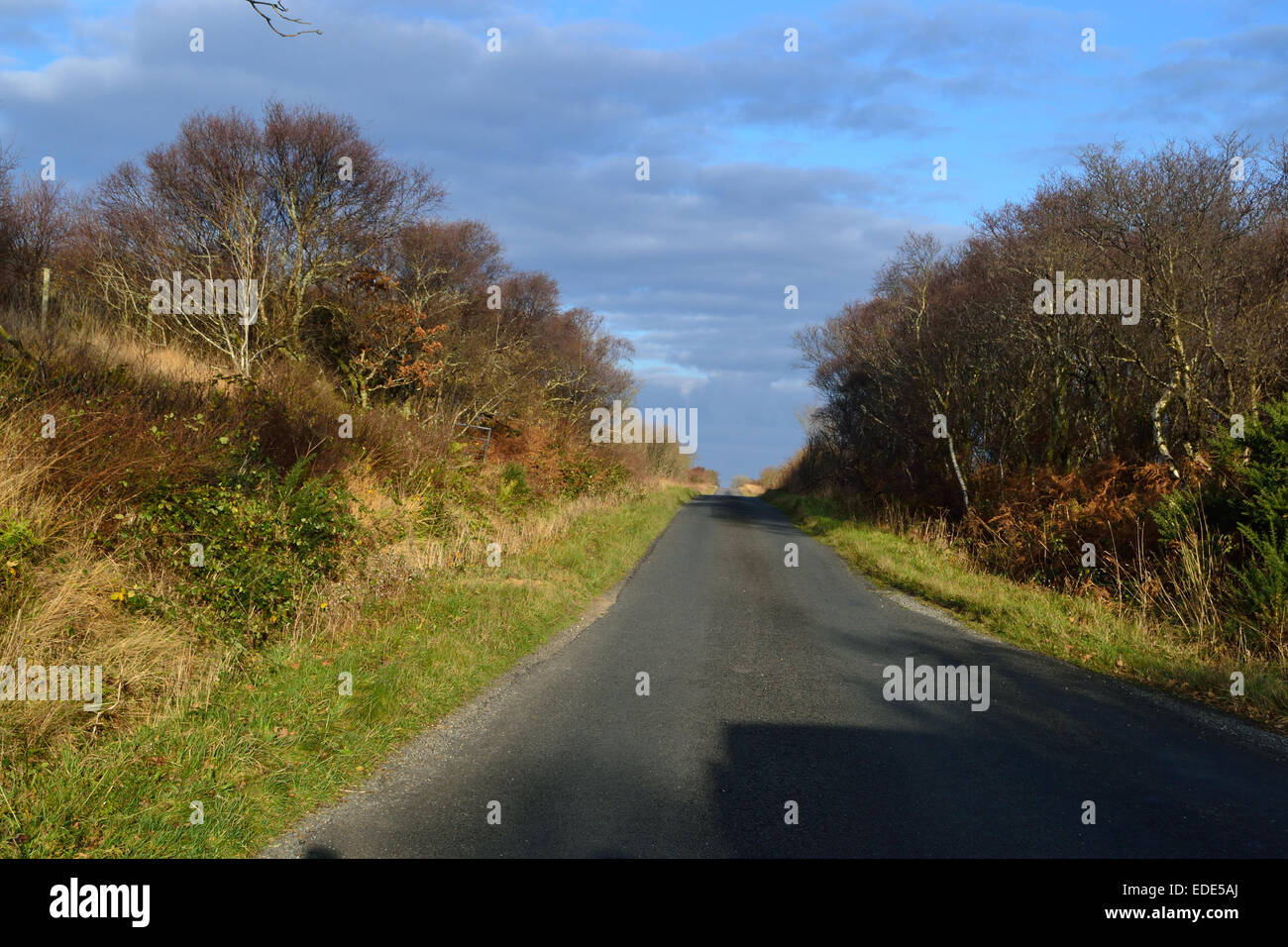 Un vuoto che la strada su Islay in Scozia sotto un ricco blu cielo e bassa, angolate sole pomeridiano. Foto Stock