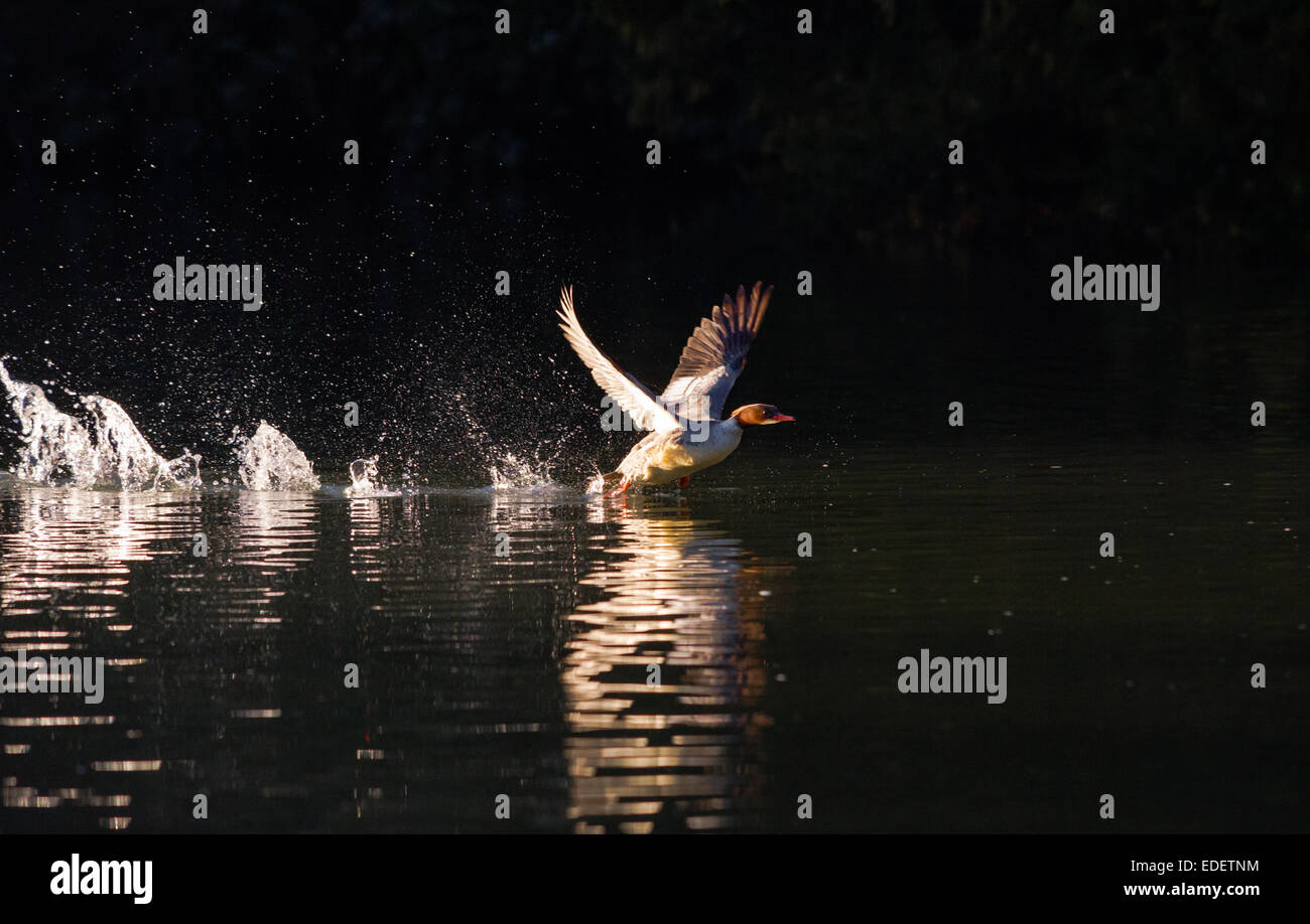 Femmina di smergo maggiore di decollare su un lago. Foto Stock