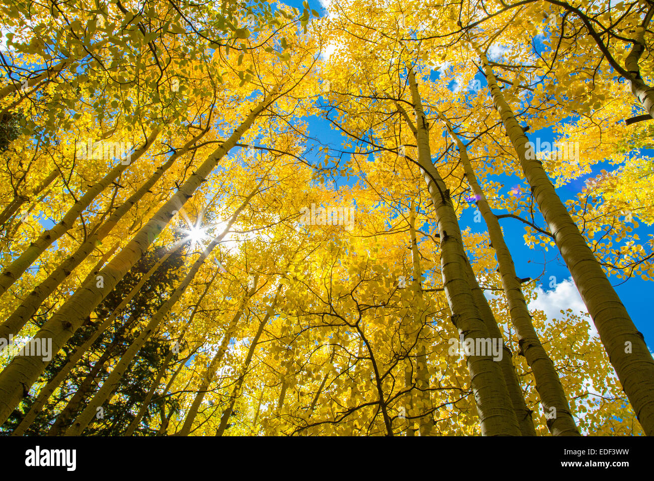 Cercando in colore giallo brillante Aspen alberi con cielo blu su una giornata di caduta in Colorado Foto Stock