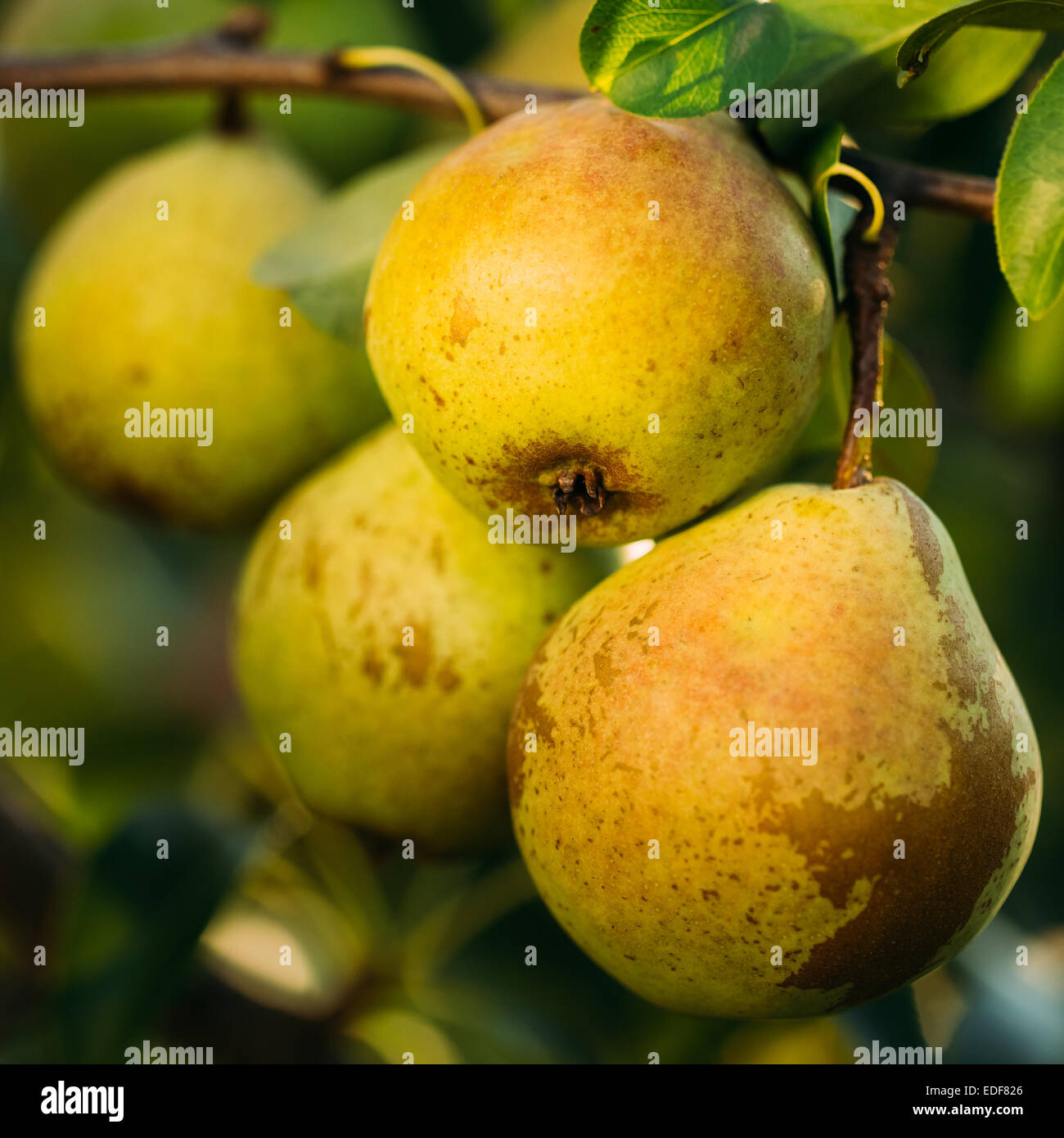 Fresco verde pere su Pear Tree Branch, mazzetto, pronto per essere raccolto. Nella tarda estate o inizio autunno Harvest Foto Stock