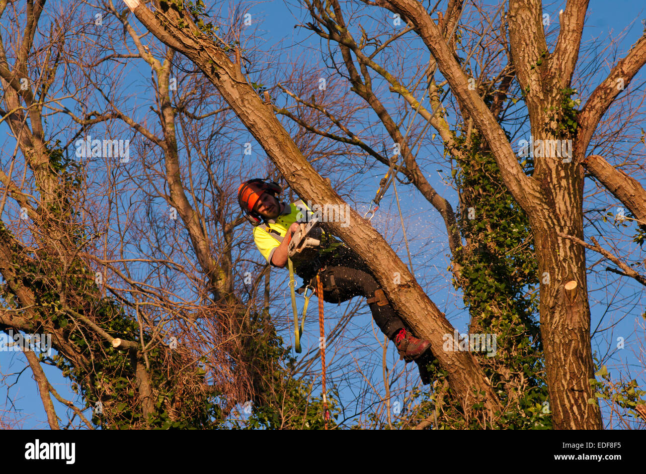 Tree chirurgo il taglio di un ramo di un albero che indossa una imbracatura di sicurezza Foto Stock