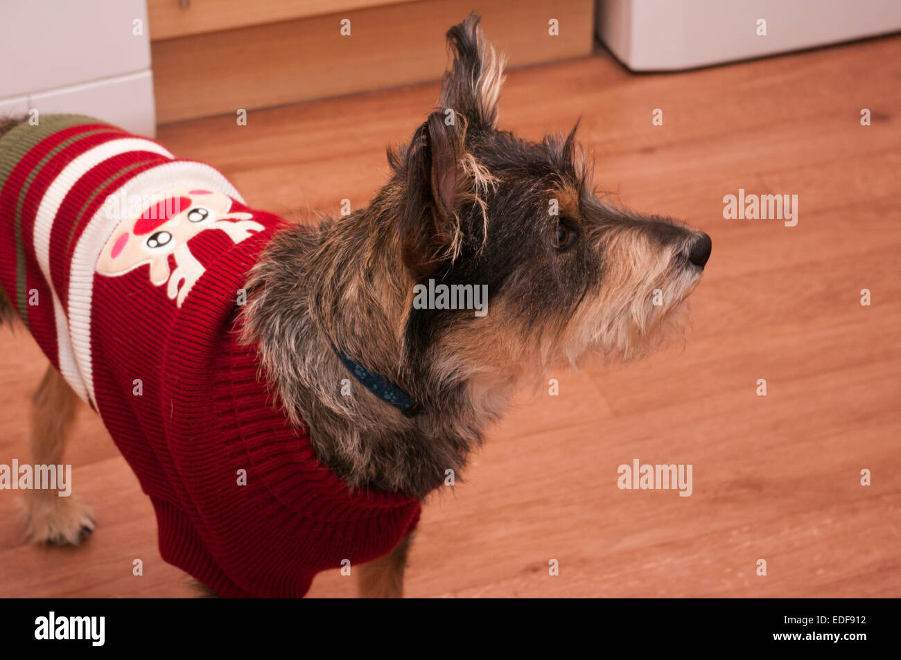 Vista laterale verticale di uno Schnauzer Highland Terrier Cross cane di razza che indossa un cappotto di Natale Foto Stock