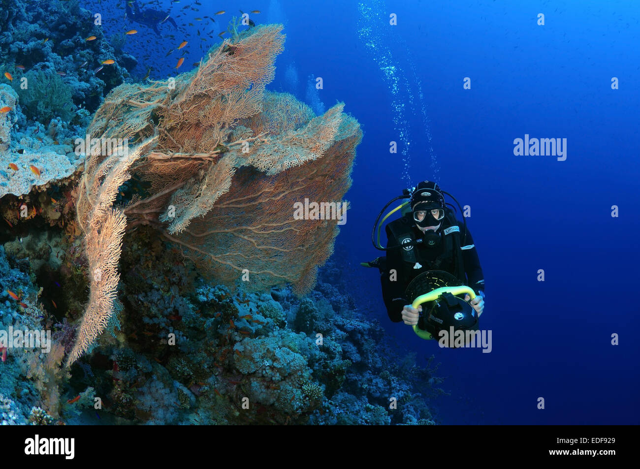 Diver guarda al corallo gorgonia viola seafan (Gorgonia flabellum) Mare Rosso, Egitto, Africa Foto Stock