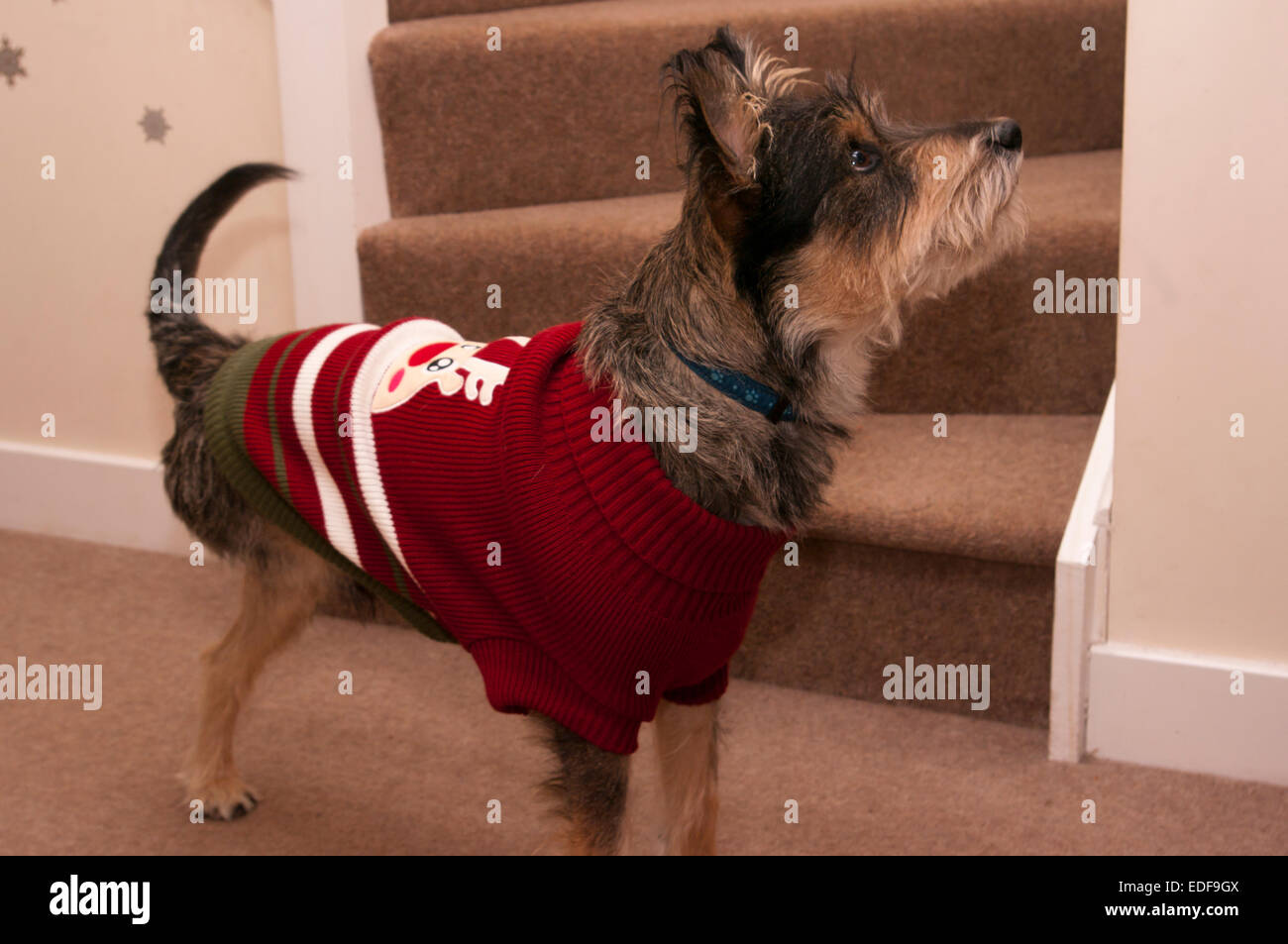 Vista laterale di uno Schnauzer Highland Terrier Cross razza cane con un'amputazione della gamba posteriore Foto Stock