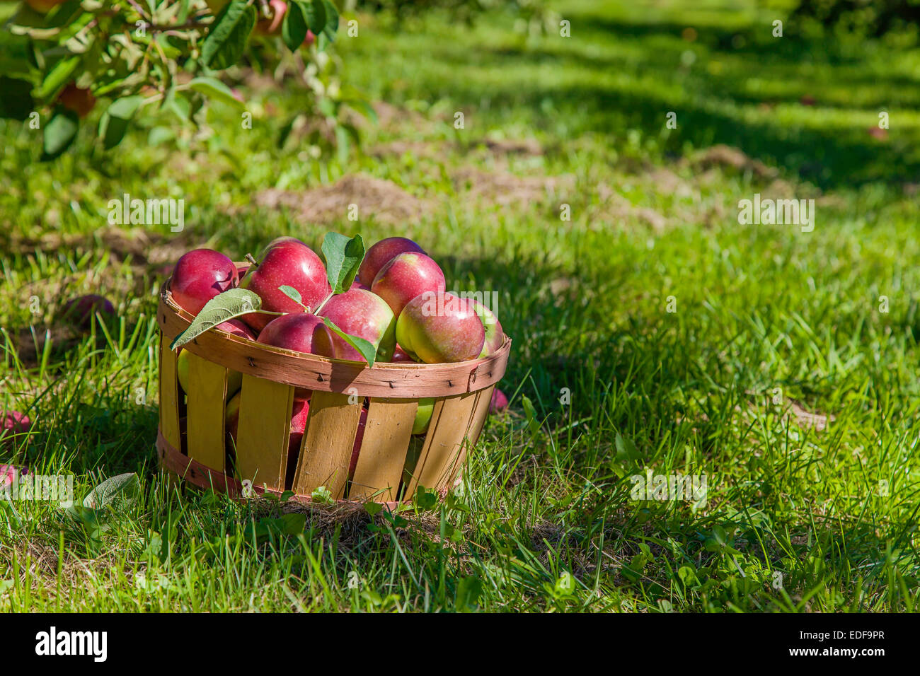 Moggio piena di appena raccolto MacIntosh le mele nel frutteto. Foto Stock