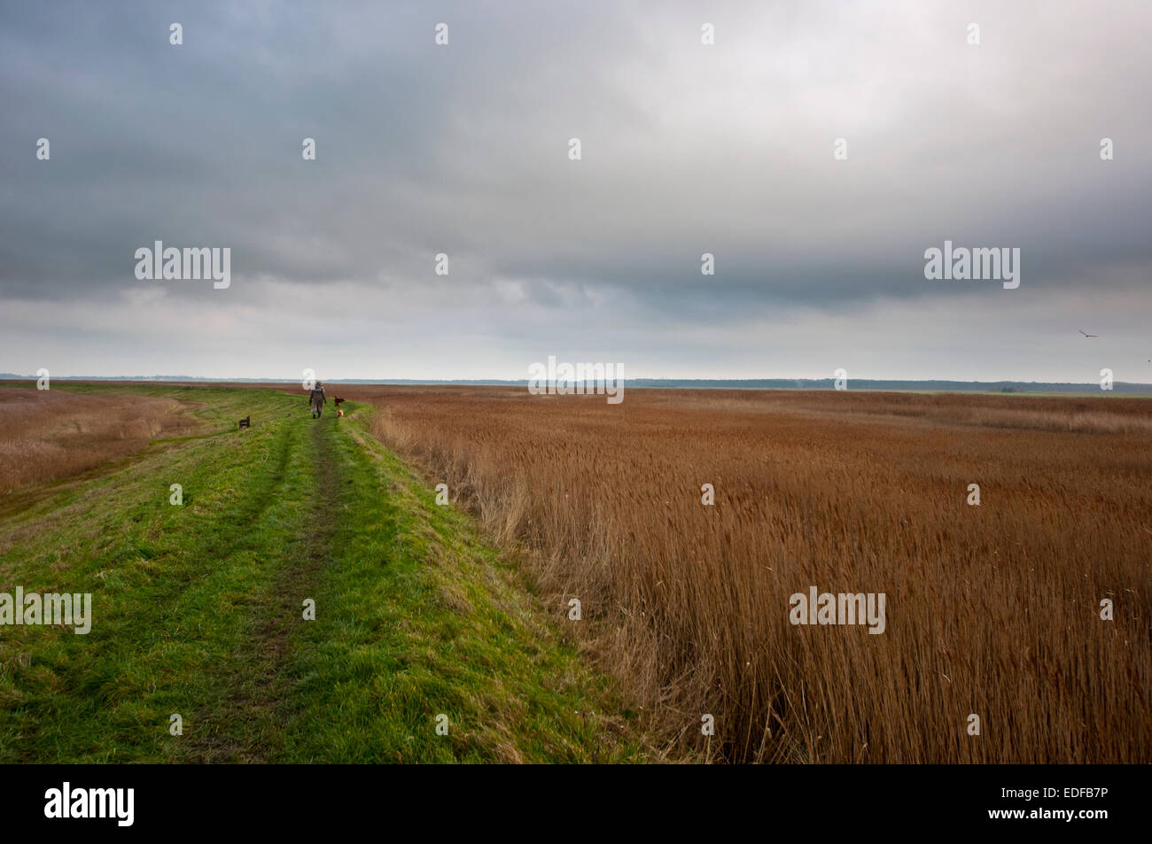 Modo Wherrymans sentiero Reedham paludi Norfolk Foto Stock