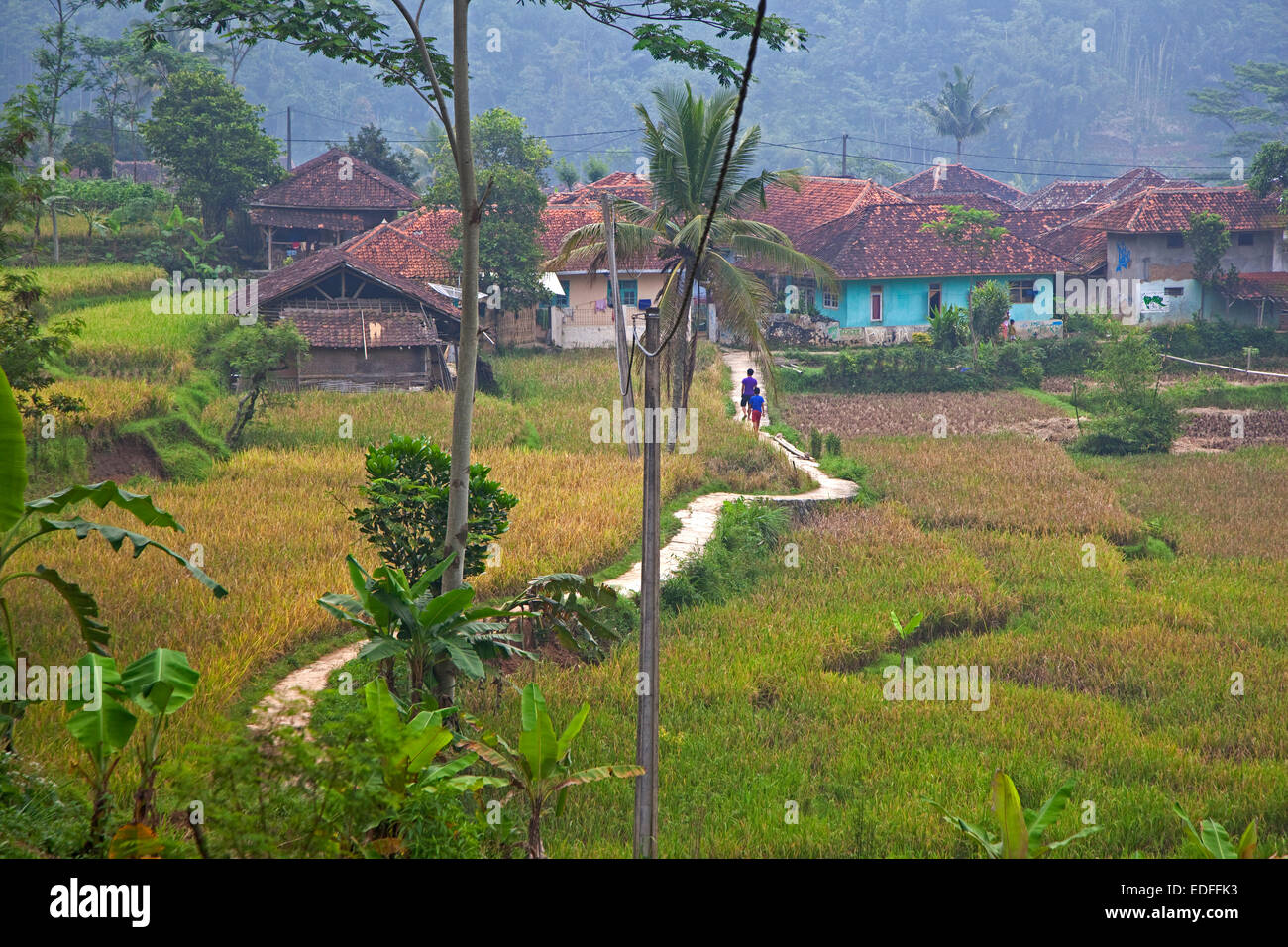 Indonesiano villaggio rurale e il percorso che corre attraverso i campi di riso, Cianjur Regency, West Java, Indonesia Foto Stock