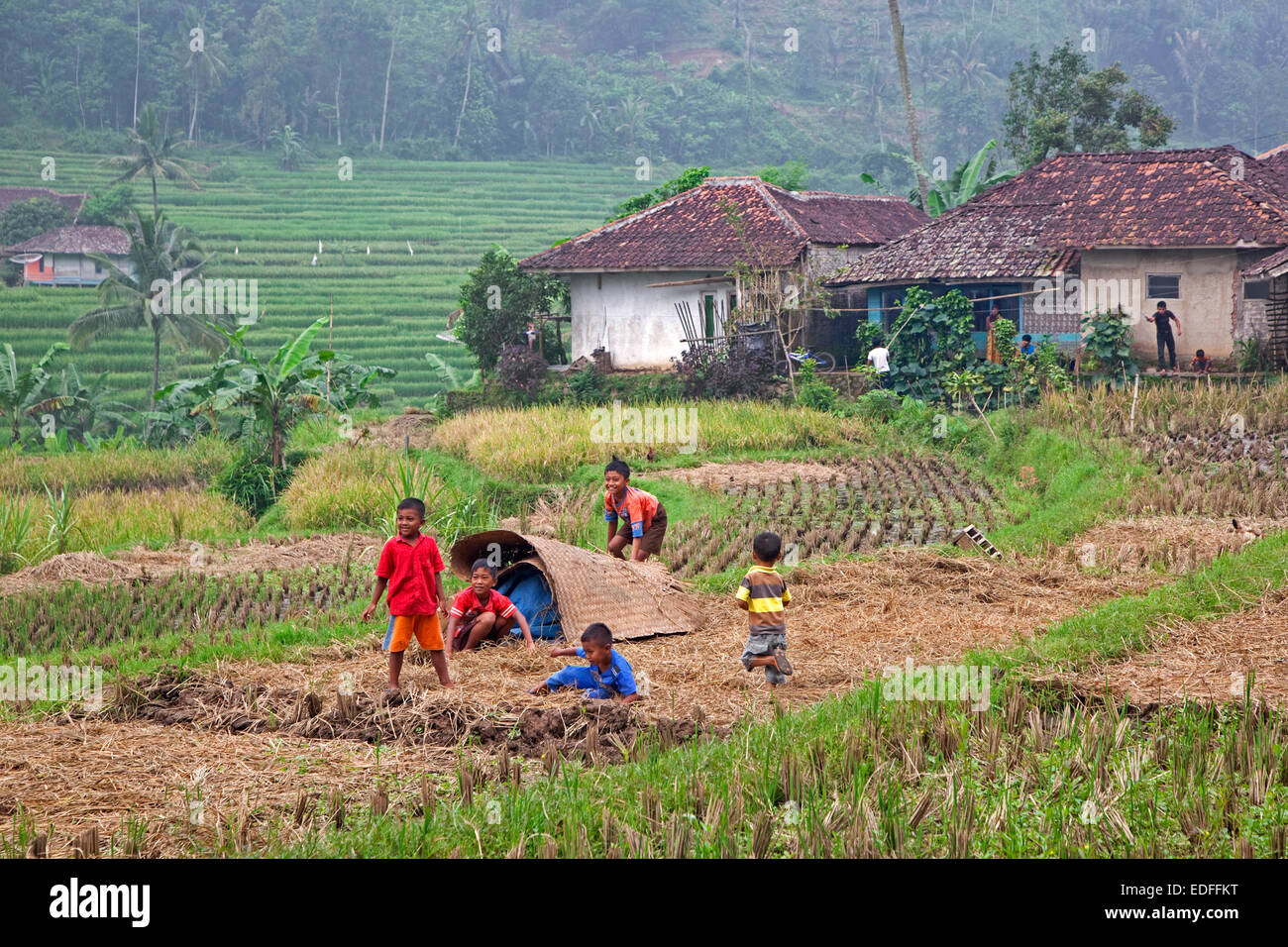 Villaggio rurale e indonesiano i bambini giocare nel campo di riso, Cianjur Regency, West Java, Indonesia Foto Stock