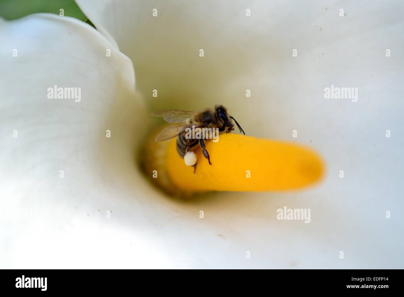 Bee prendendo un po' il polline di un fiore Calla. Foto Stock