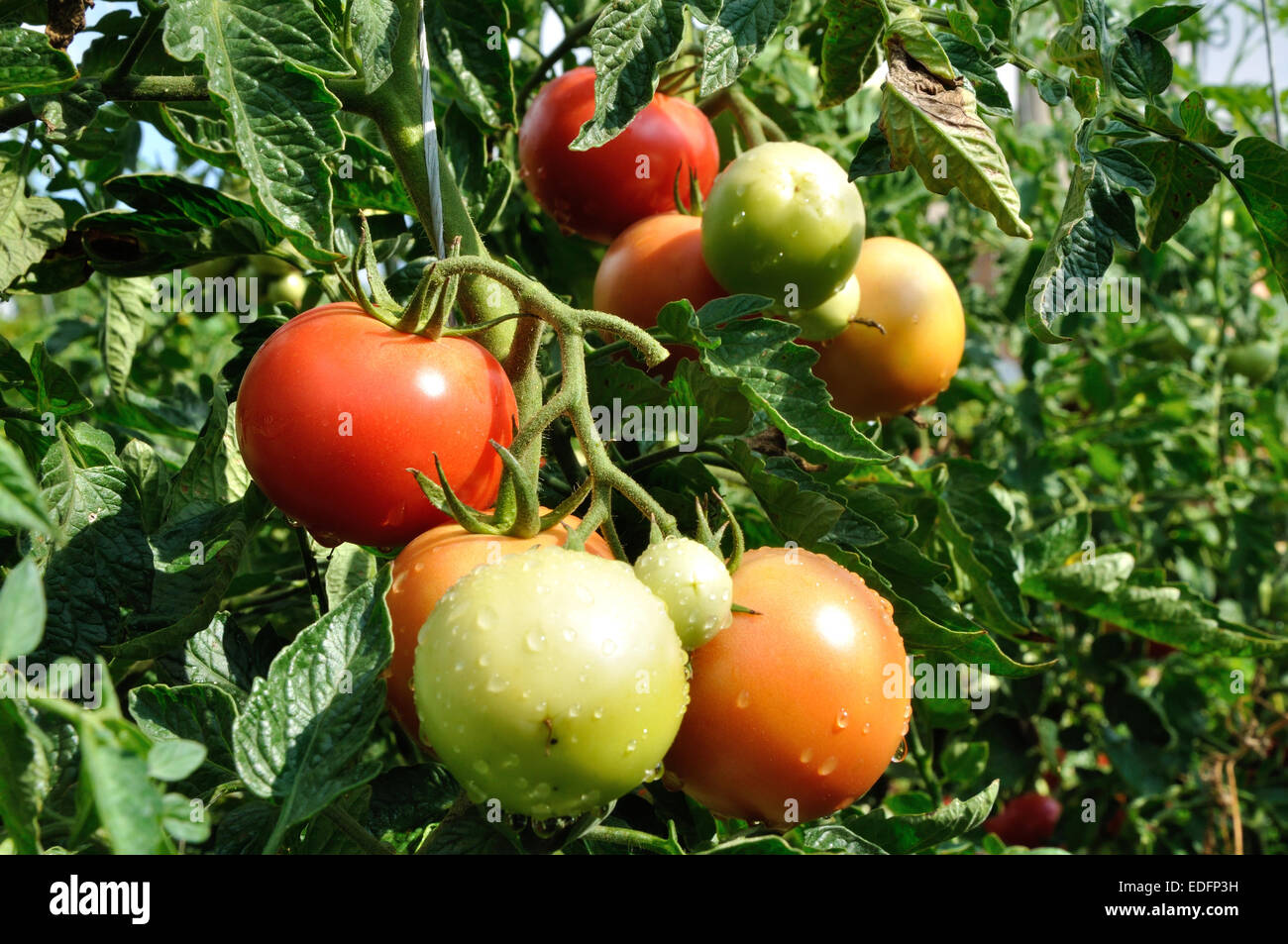 Grappolo di pomodori rossi con gocce d'acqua Foto Stock