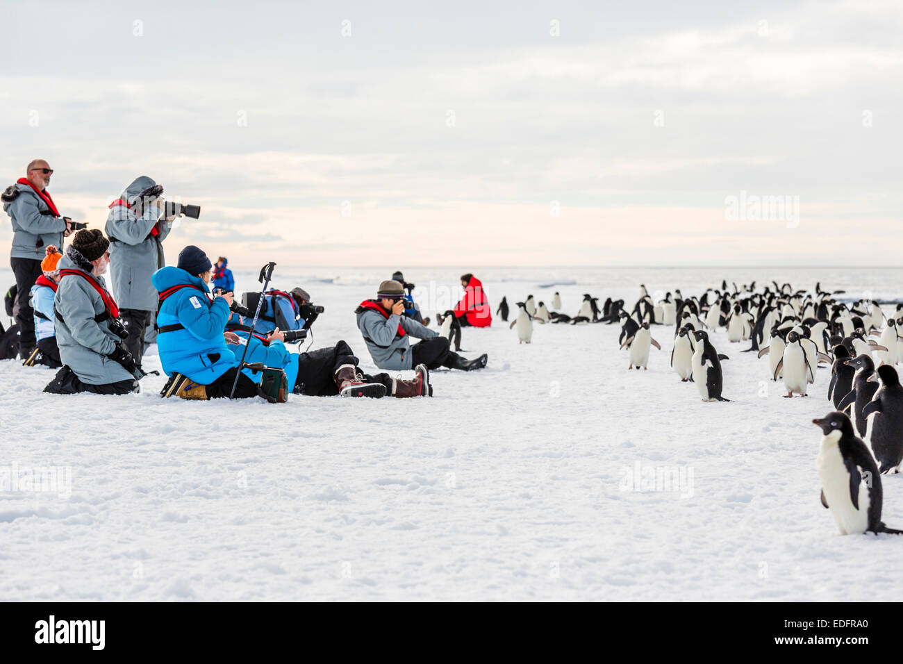 Nave passeggeri sono fotografare i pinguini. Foto Stock