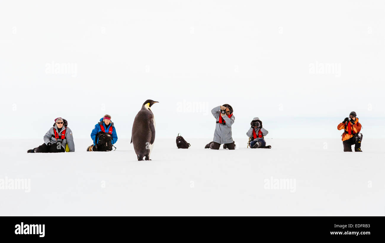 Passeggeri dal Akademik Shokalskiy fotografare un solitario pinguino imperatore. Foto Stock