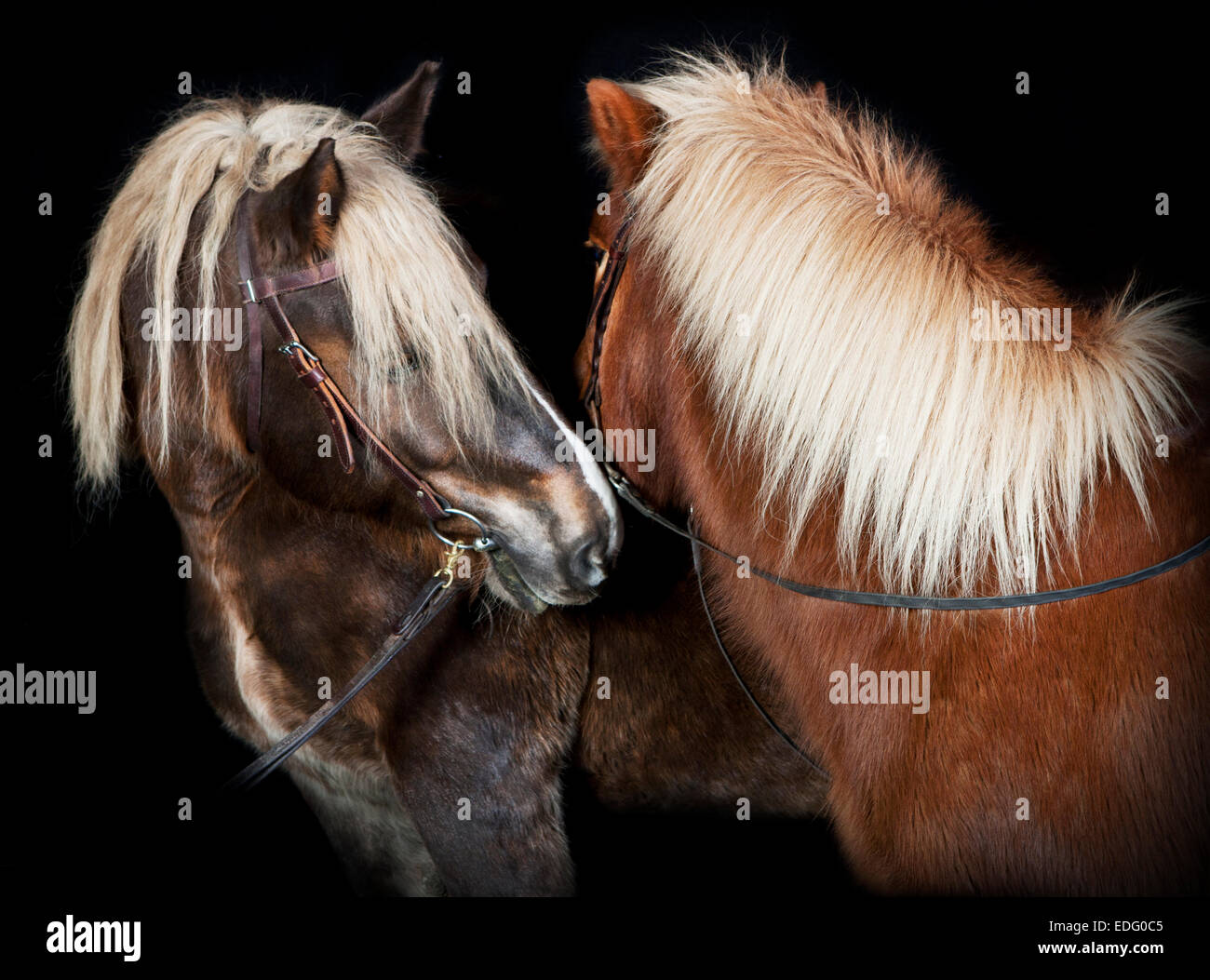 Due cavalli in studio su sfondo nero Foto Stock
