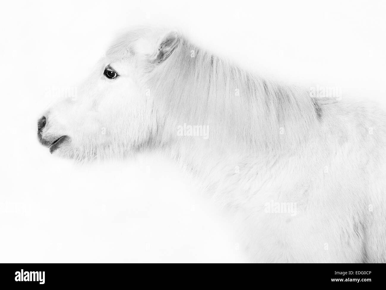 Cavallino bianco ritratto della testa contro uno sfondo bianco Foto Stock