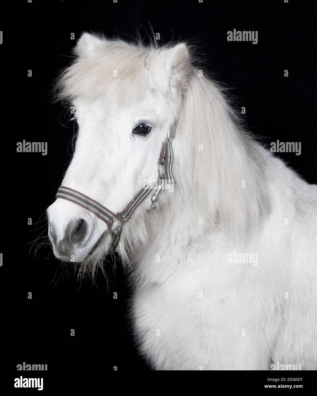 Cavallino bianco ritratto di testa su sfondo nero Foto Stock