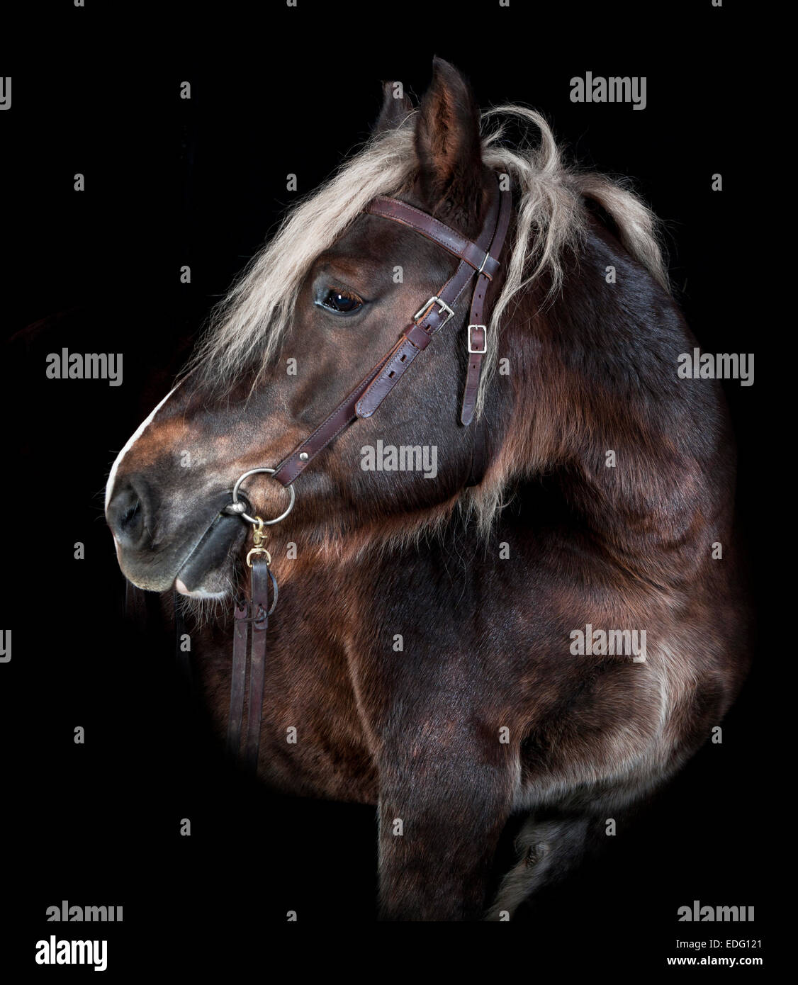 Schleswig cavallo ritratto guardando al lato sfondo nero Foto Stock