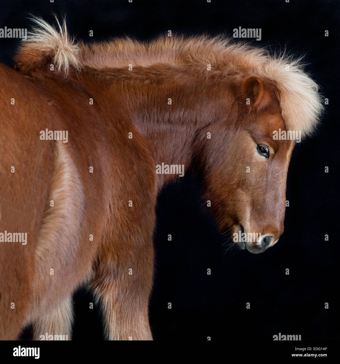 Brown Islanda pony guardando al lato su sfondo nero Foto Stock